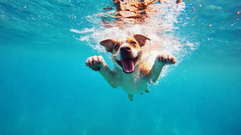 El perro nada feliz en agua clara